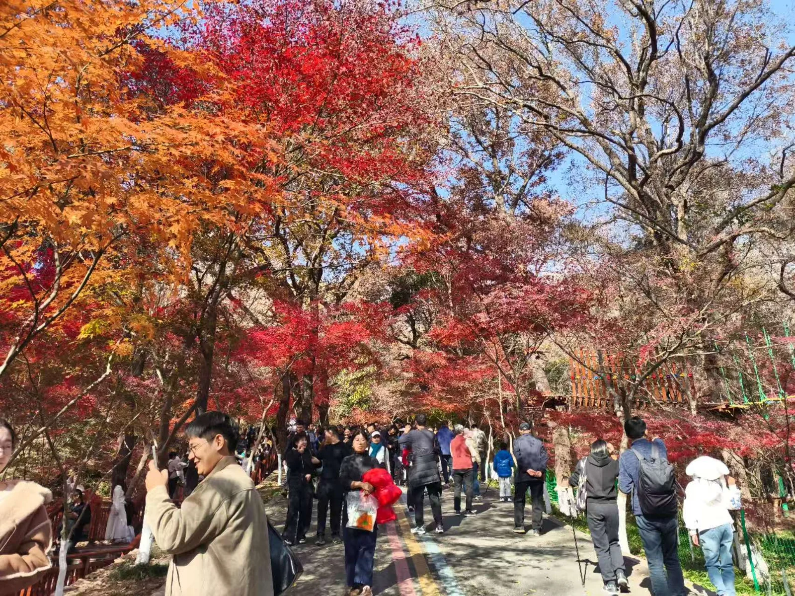 栖霞山枫林山路